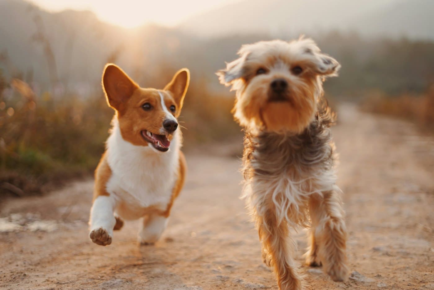 A corgi and a terrier running together on a dirt path